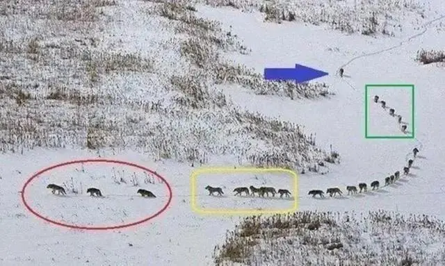 2011年拍摄于加拿大北部伍德布法罗国家公园